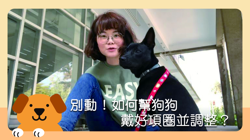 猫咪练习清耳朵的手法 合作夥伴:宠物训练师 单熙汝 读者回响