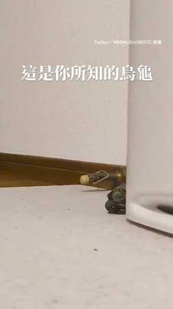 烏龜高速移動！溜滑板暴衝前進超熟練XD