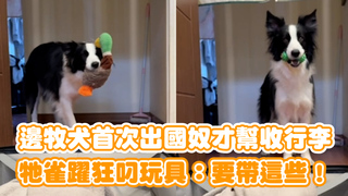 邊牧犬首次出國奴才幫收行李　牠雀躍狂叼玩具：要帶這些！