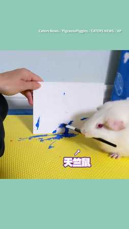【畢卡鼠】#天竺鼠 變藝術家！咬筆畫畫超有大師風範
