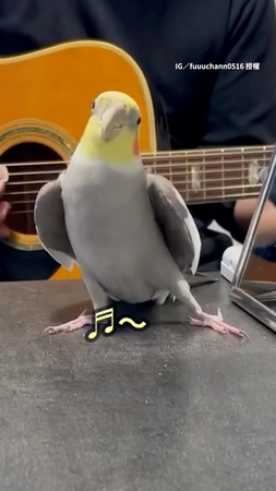 【敲可愛歌手】爸彈吉他鸚鵡高聲哼唱　還會跟對拍擺pose❤