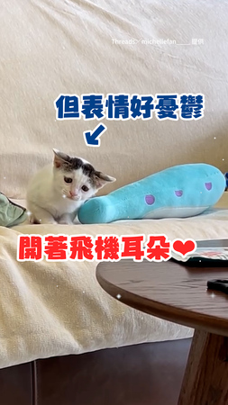 【表情太可愛】小貓「衰衰臉皺眉」玩逗貓棒！開飛機耳認真狩獵卻一臉委屈