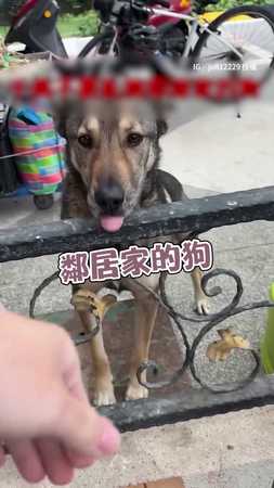 出門逗逗鄰居家小狗　沒想到就走不了了！？