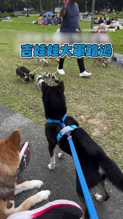 【氣吉敗壞】吉娃娃軍團路過見黑柴失控狂吠
