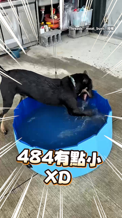 【超捧場歐告】爸爸泳池買太小「只夠洗腳」但狗狗照樣嗨玩XD