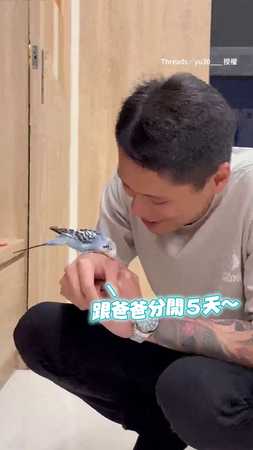 【真小鳥依人】 #虎皮鸚鵡 5天不見爸狂撒嬌❤