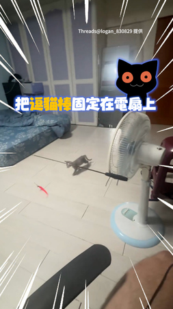 【DIY自動逗貓機】電風扇+逗貓棒讓奶貓玩耍累到睡著