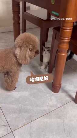 【不講武德】貴賓遭喵皇怒賞貓拳...被揍傻眼看鏡頭QQ