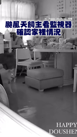 【不愧是二哈】颱風天家裡淹水變泳池　狗狗們泡水超開心XD