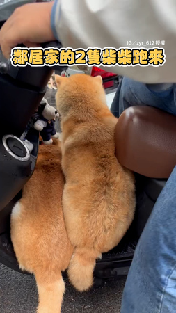【不要再上來了！】2柴犬硬擠上機車踏板　想去兜風完全趕不走XD