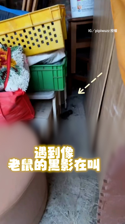 【救援癲癇小貓】撿到被拋棄的奶貓　她用愛照顧牠恢復健康