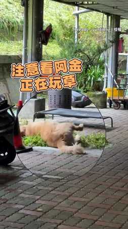 【瞬間不嘻嘻】黃金獵犬調皮滾草被抓　秒變無辜小寶寶