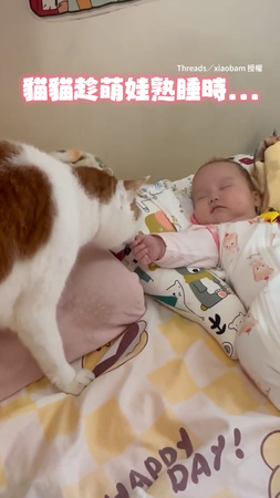 【這手奶香奶香的】貓咪趁寶寶熟睡伸爪輕摸小手　可愛畫面超療癒XD