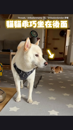 【陪我玩！】調皮小貓狂鬧柴柴玩　牠全程無奈不想理XD