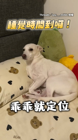 【像寶寶一樣】睡覺時間到！白狗自動就定位躺床等蓋被被