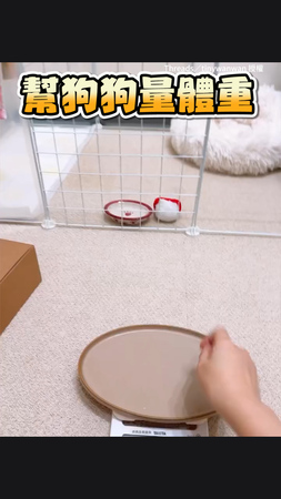 【瞬間高8度音】小貴賓狗量體重露可愛臉讓人秒融化！