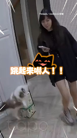 【嚇到了吧】布偶貓躲牆邊！見主人出現下秒跳起嚇她XD
