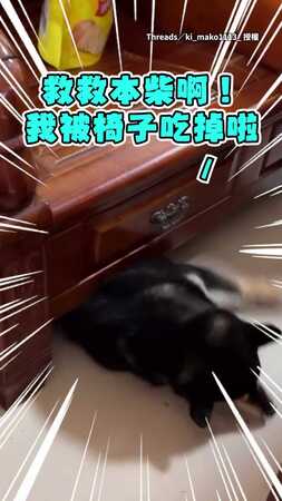 【進得去出不來】黑柴卡在椅子下求救　拍攝者不救先笑再說XD