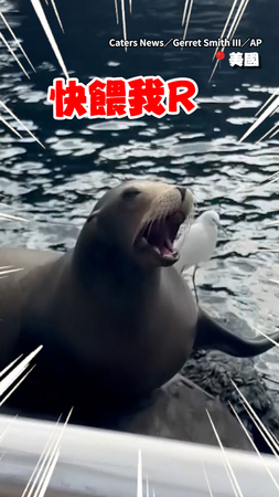 【快餓死啦！】海獅搶魚吃竟使出獅吼功+狂揮手吸引注意