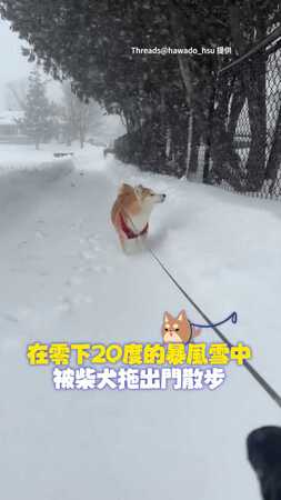 【沒在怕冷的】暴風雪中「被柴柴拉出門」！零下20度嗨玩跑跑