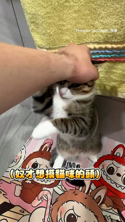 【咬完才能摸！】奴才想摸貓咪　必須接受攻擊才允許摸摸XD