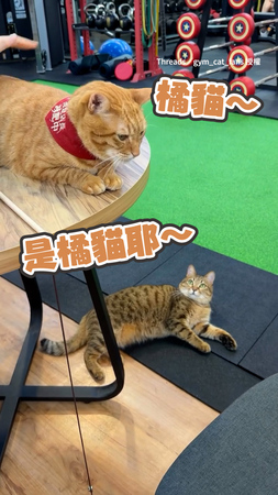 【好大一隻哦～】虎斑貓狂盯著桌上的橘貓　凝視表情超級萌XD