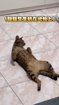 【好想埋進去】貓咪悠哉躺地露出肚子　奴才立刻被誘惑XD