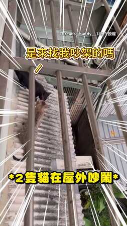 【要吵去練舞室吵】清晨屋外2貓吵架！住戶出聲勸架XD