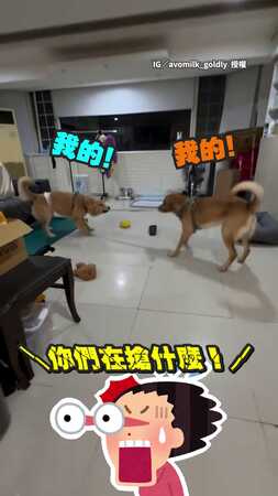 【直接升級XXXXL號】黃金獵犬兄弟太母湯！　竟拿媽媽內褲玩拔河