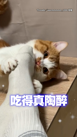 【這味道真上頭】貓咪抱著爸爸的腳狂吸腳臭XD