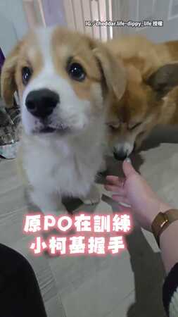 【態度也是雙聲道XD】小柯基是溫柔英文大柯基只配一句中文謝謝