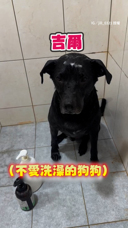 【臉上寫滿不高興】狗狗擺臭臉不願洗澡　主人看了狂碎碎唸XD