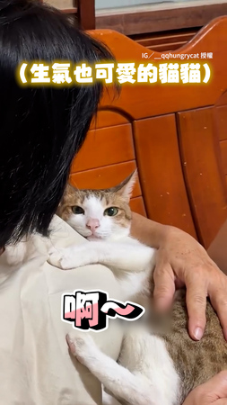 【貓貓生氣也可愛】暈貓奴才狂喊卡哇伊！牠尾巴狂甩偷不爽XD