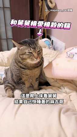 【牠喜歡我】舅舅自信摸虎斑貓！牠氣到差點沒把他給送走XD