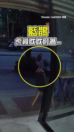 【早起的鳥兒有三明治吃？】這隻藍鵲懂吃！　快狠準偷走早餐店三明治