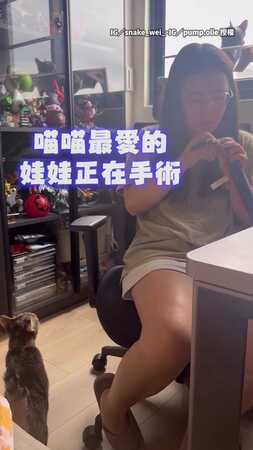 【家屬請不要干擾手術XD】貓咪盯著媽媽修魚娃娃急到想自己上場XD