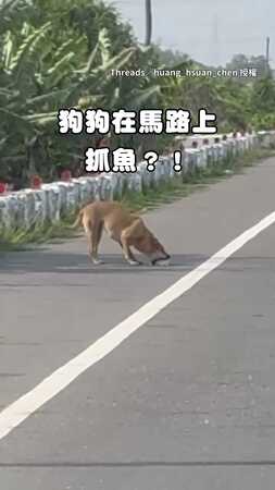 【今晚加菜】馬路上見狗狗嘴叼大魚　三腳飛奔外帶回家XD