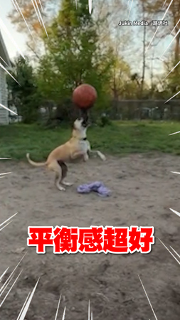 【控球神犬】米克斯犬用鼻子頂著籃球！巧妙保持平衡超厲害