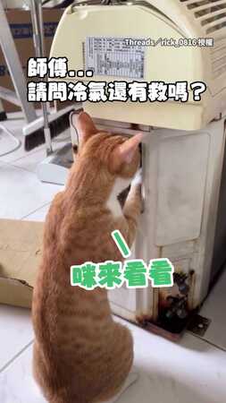 【認真的貓最帥】貓咪師傅仔細查修冷氣 手臂肌肉都炸出來了XD
