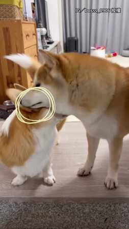 【你都不掏耳朵的嗎？】柴犬聞柯基耳朵...被味道嚇到彈起XD