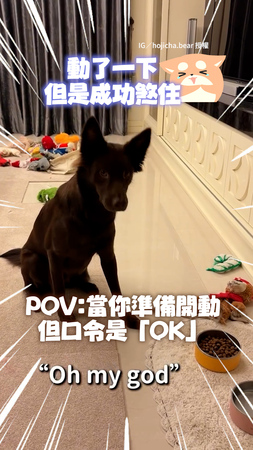 【媽媽要玩幾次XD】聽到「OK」才開動！汪發現不是...趕緊煞住太可愛