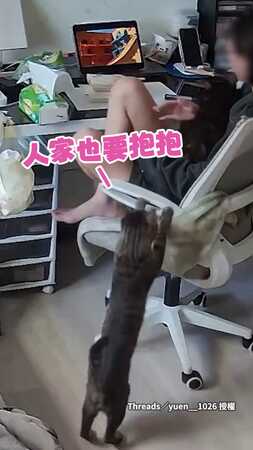 【椅子快超載啦】3隻貓跳媽身上饋修！撒嬌討摸讓人羨慕❤