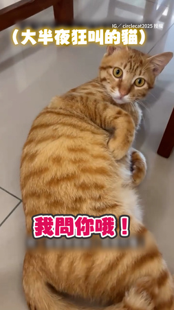 【偶不要～】橘貓半夜狂叫奴才道德勸說　牠裝可愛糊弄還落跑XD