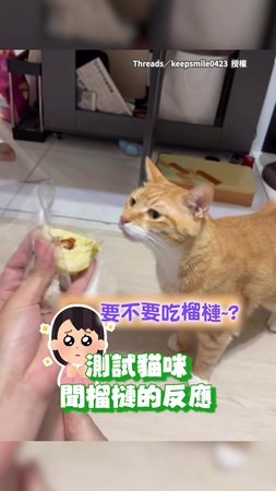 【貓：味道對了】給貓聞榴槤測試反應！　牠下秒轉頭去聞爸爸腳