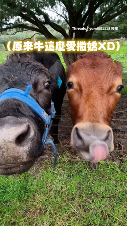 【狗狗牛】牛牛眼神攻勢狂盯飼主 討摸摸撒嬌還會當跟屁蟲