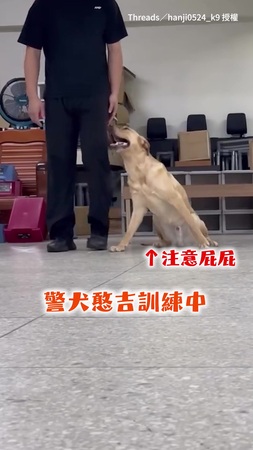 【能不動就不動XD】警犬憨吉受訓秀「神走位」！身體動了屁股直接黏地上