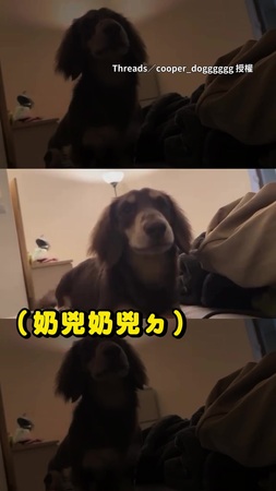 【睡什麼睡起來嗨！】臘腸狗奶音低吼不睡覺　突然跳嚇主人好可愛
