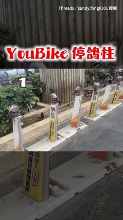 【新型共享單鴿？】YouBike停車柱驚見鴿子大軍 「一鴿一柱」整排列隊超整齊！