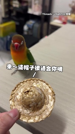 【拒絕強迫推銷的鳥XD】牡丹鸚鵡被推薦帽子 下秒「無情甩飛」
