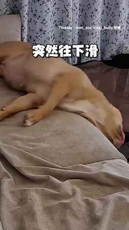 【沒有人看到吧】惡霸犬睡太爽滑下沙發 愣了幾秒後裝沒事繼續睡XD